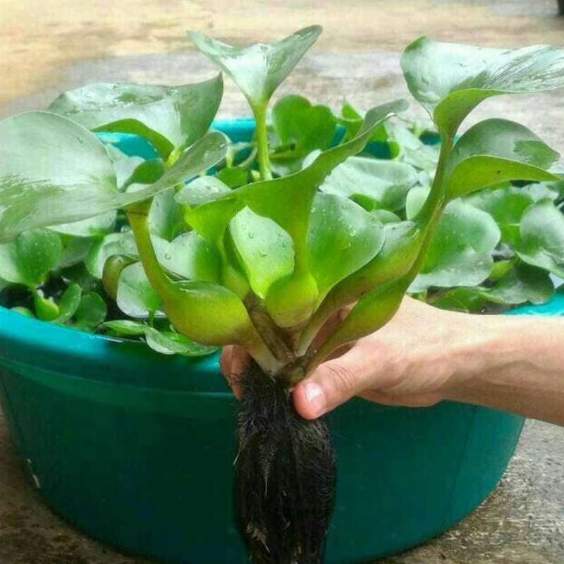 Jual Jual Bibit Tanaman Eceng Gondok Online Oktober 2020 Blibli Com