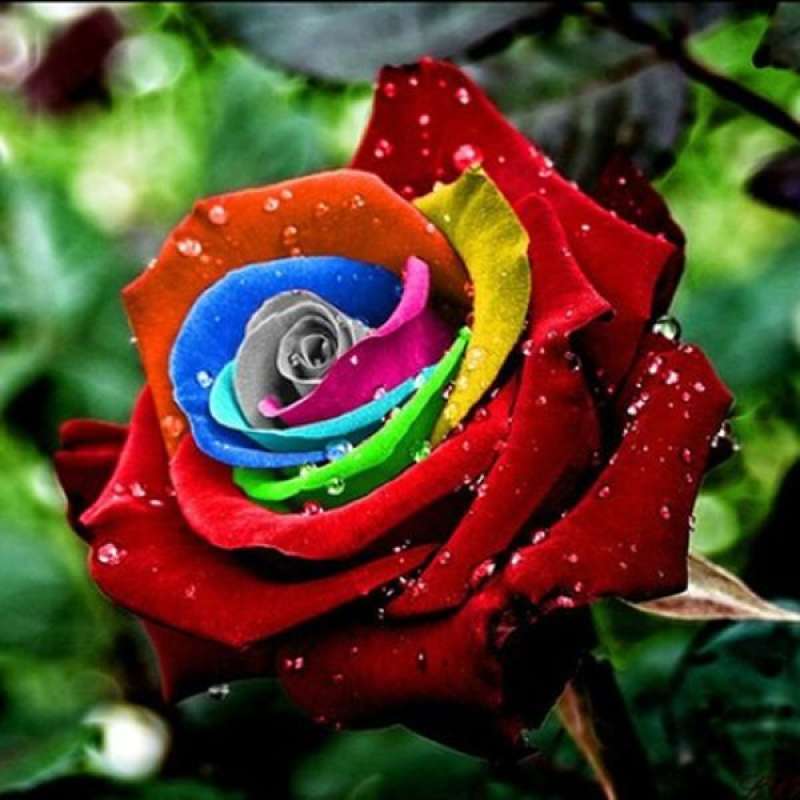 Jual Bluelans Multi Color 200 Pcs Rainbow Rose Flower Seeds Garden Plants Seeds Flower Seeds Online September 2020 Blibli Com