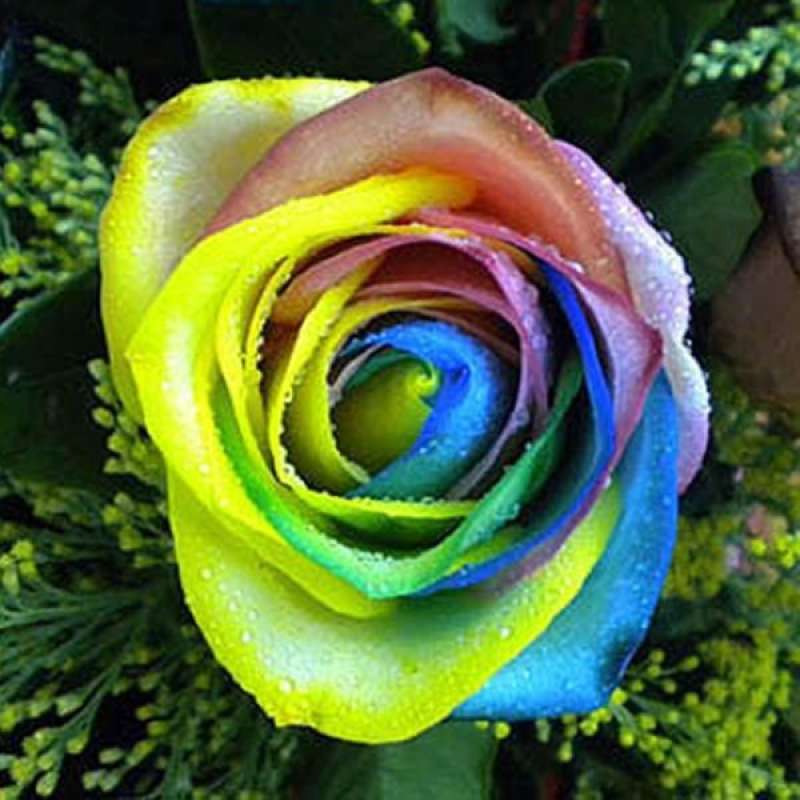 Jual Bluelans Multi Color 200 Pcs Rainbow Rose Flower Seeds Garden Plants Seeds Flower Seeds Online September 2020 Blibli Com