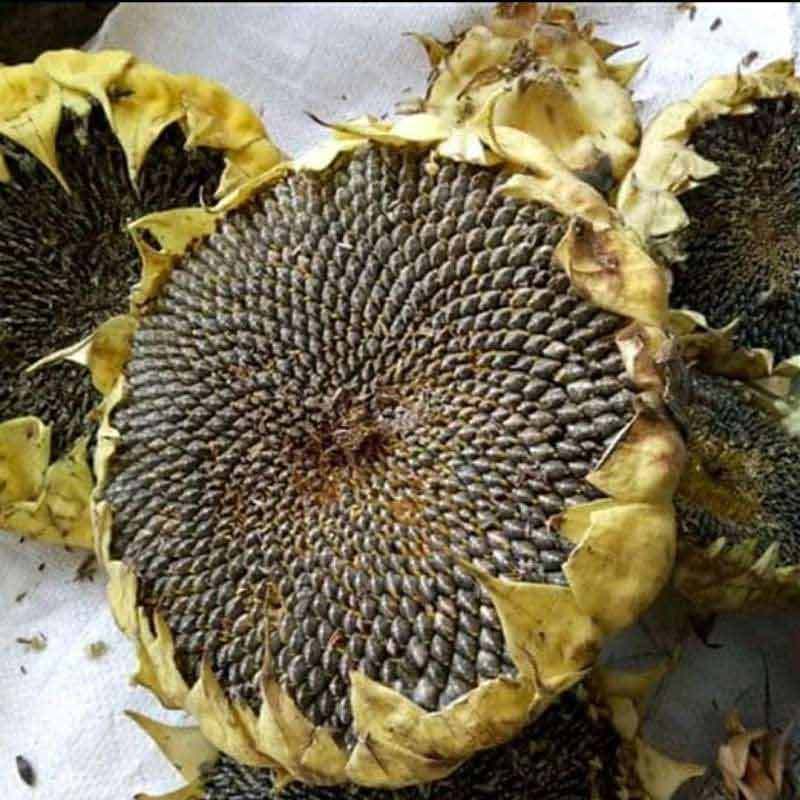 Bunga Matahari Hibrid / Biji Bunga Lanskap Bonsai Bibit Bunga Matahari Hibrida Ukuran Besar Untuk Pemasangan Buy Massal Biji Bunga Matahari Organik Biji Bunga Matahari Hybrid Biji Bunga Matahari Product On Alibaba Com - Semua penyebab ini membawa kepada kemunculan fenotip ekstrem ini dan mencipta spesies hibrid yang akan menyimpang dari ceruk spesies induk dan akhirnya mewujudkan spesies hibrid individu.