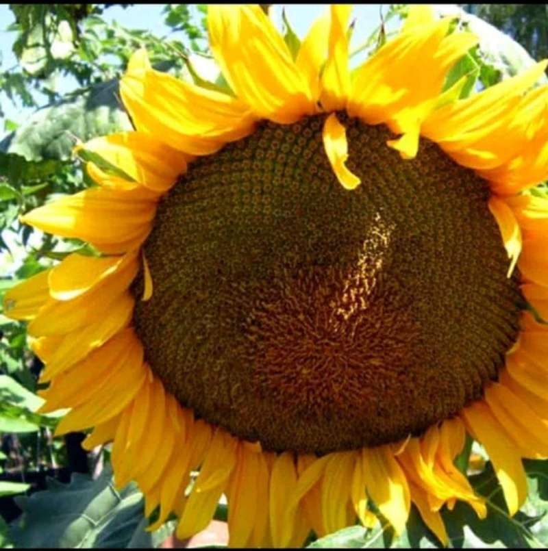 Jual Bibit Biji Bunga Matahari Sunflowers Giant 1kg 1500biji Lebih Terbaru Juni 2021 Blibli