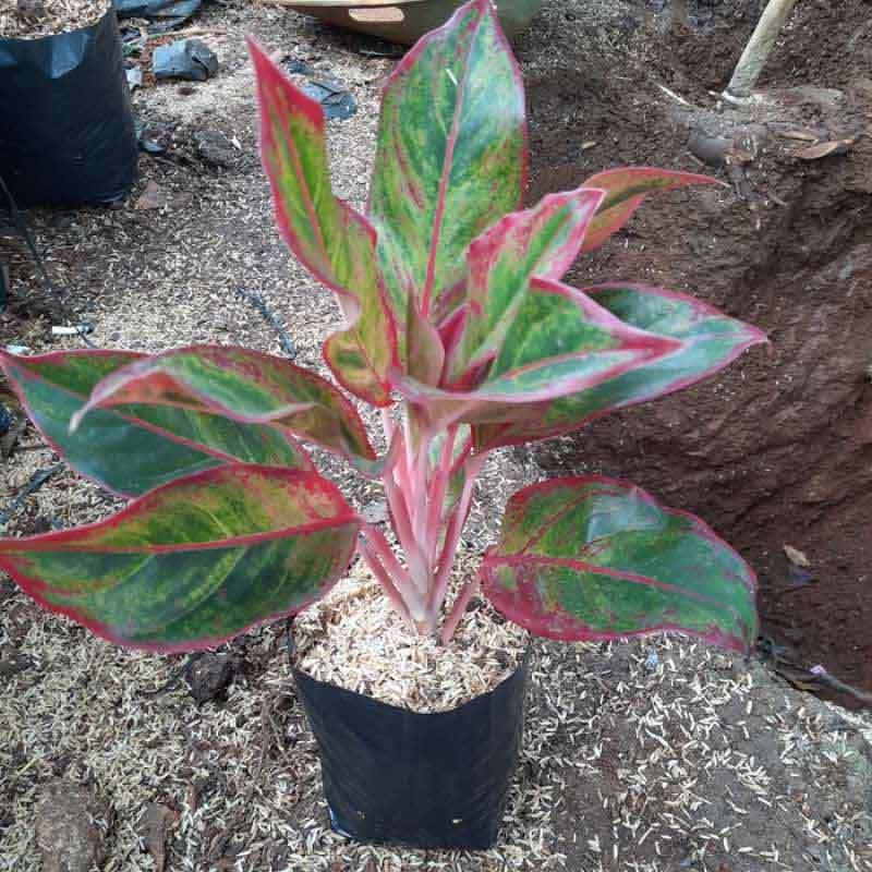 Jual Aglaonema Siam Aurora Bunga Aglonema Lipstik Rimbun Online Maret 2021 Blibli