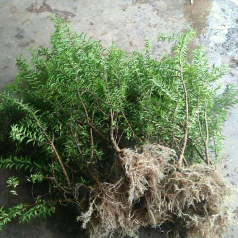 Jual Bibit Bonsai Anting Putri Micro Online Januari 2021 Blibli