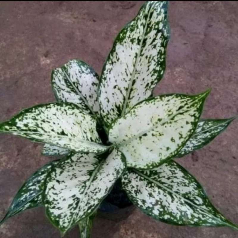 Jual Bunga Aglonema Snow White Online April 2021 Blibli