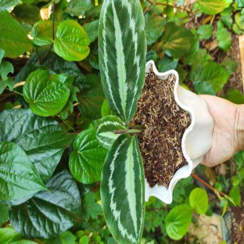 Jual Tanaman Hias Calathea Semangka Dalam Pot Terbaru Juni 2021 Blibli