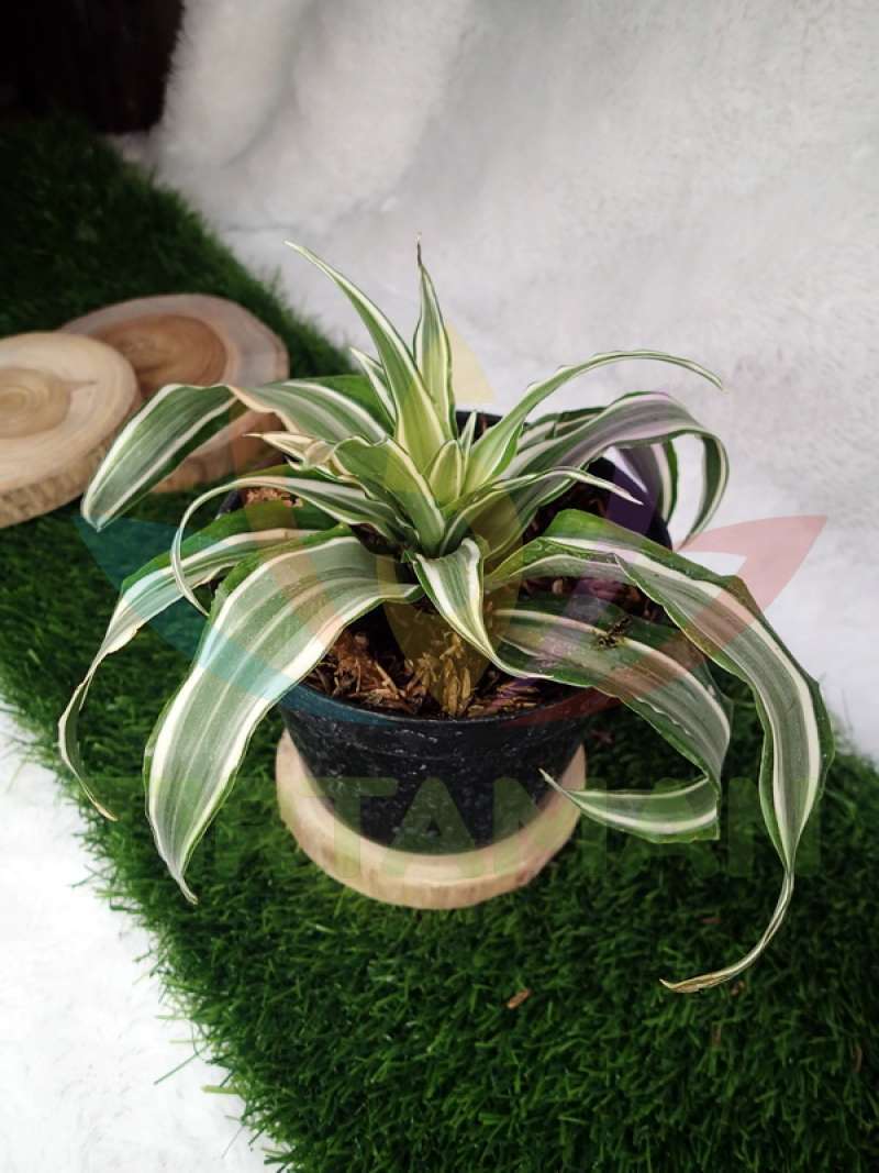 Promo Dracaena Warneckii (white Bird) Diskon 34% Di Seller Tirtaman -  Tirtaman Malang - Kab. Malang | Blibli