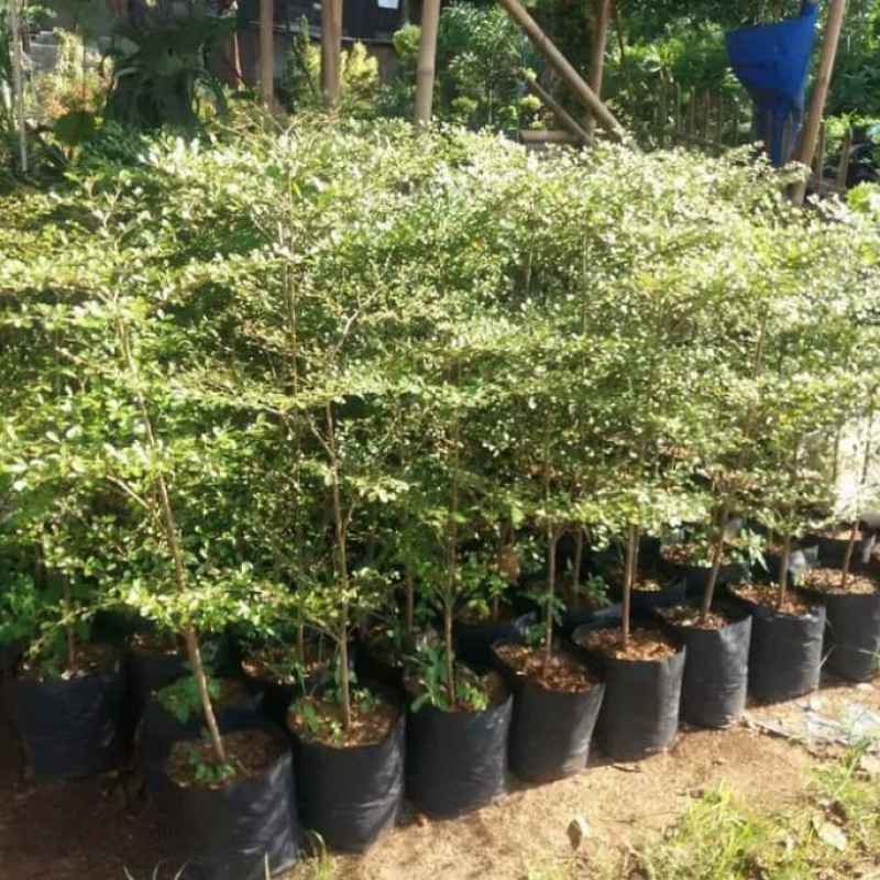Jual Pohon Ketapang Kencana Ukuran 1meter Online Februari 2021 Blibli
