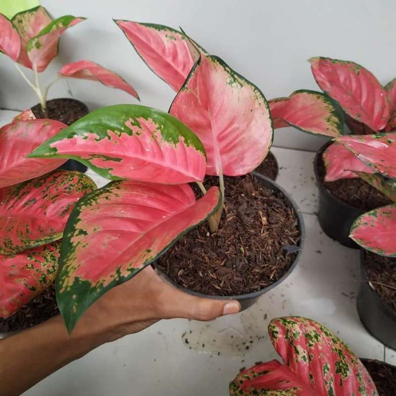 Jual Tanaman Hias Aglonema Red Kochin Online April 2021 Blibli