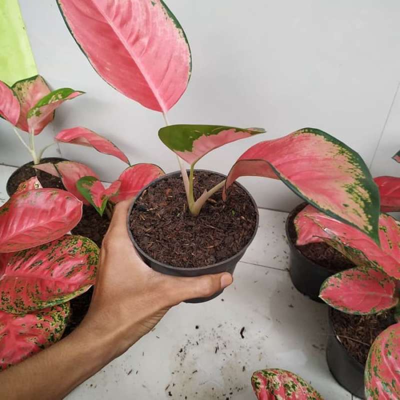 Jual Tanaman Hias Aglonema Red Kochin Online Januari 2021 Blibli