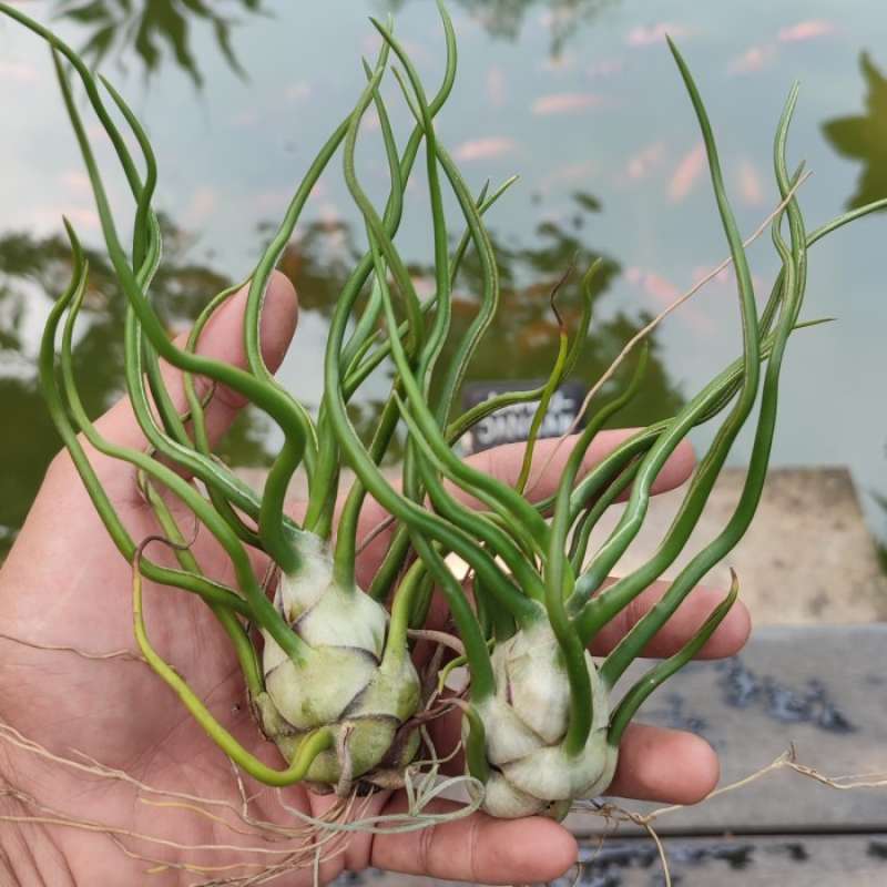 Tillandsia bulbosa 'SuperGiant' 巨大 親株 チランジア
