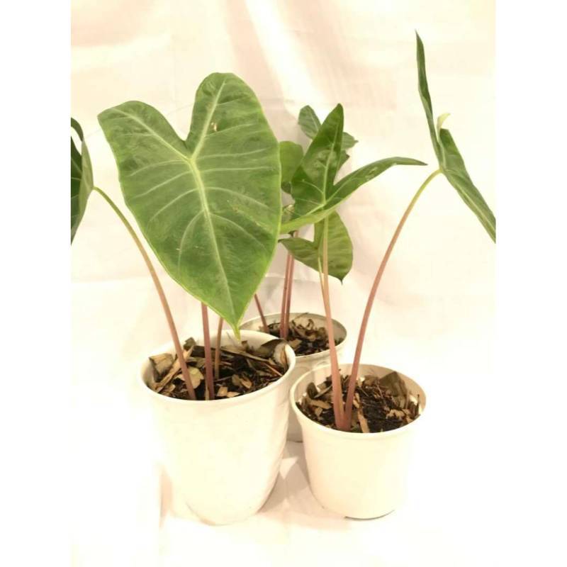 Jual Alocasia Pink Dragon Terbaru Juni 2021 Blibli