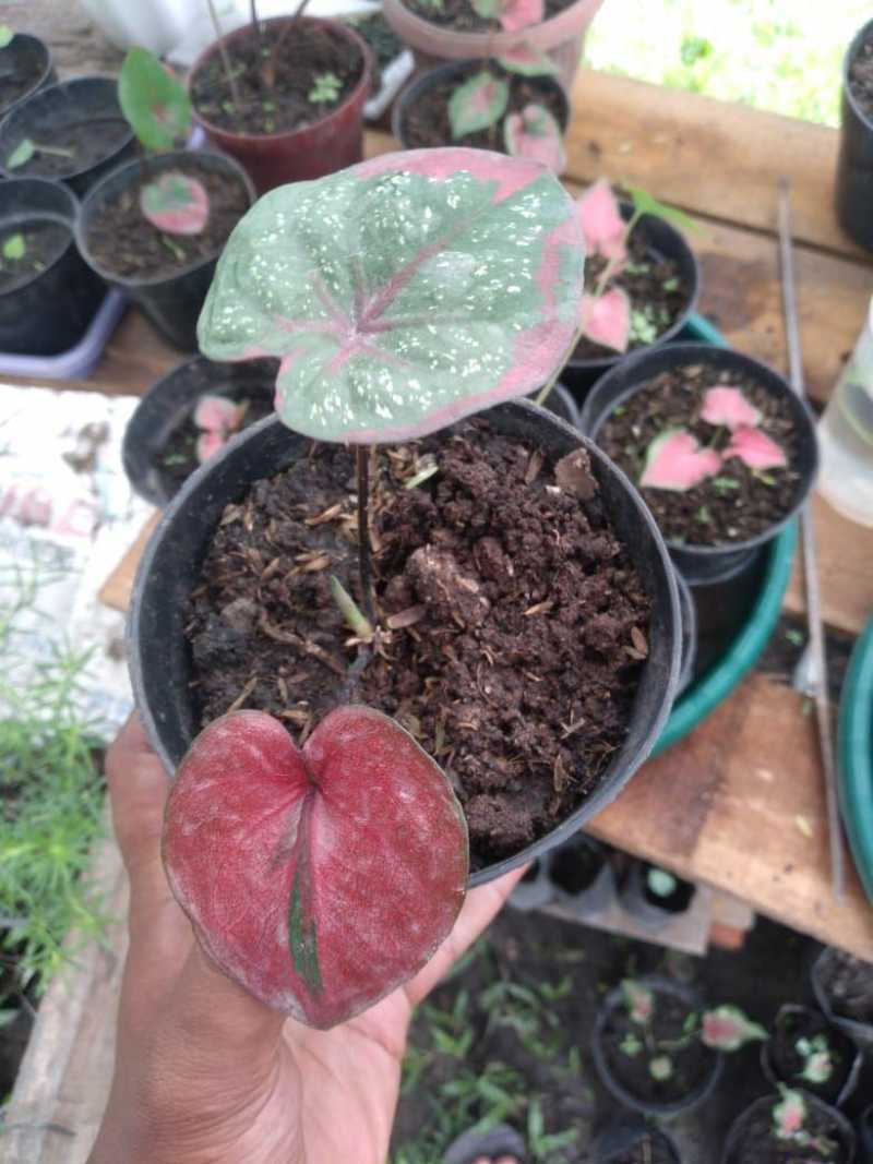 Jual Tanaman Hias Caladium Baret Online April 2021 Blibli