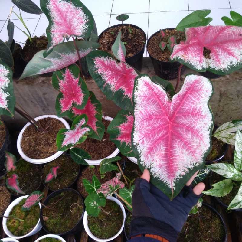 Jual Tanaman Hias Anakan Keladi Merah Red Beauty Ace Of Heart Caladium Tanaman Anakan Terbaru Juni 2021 Blibli