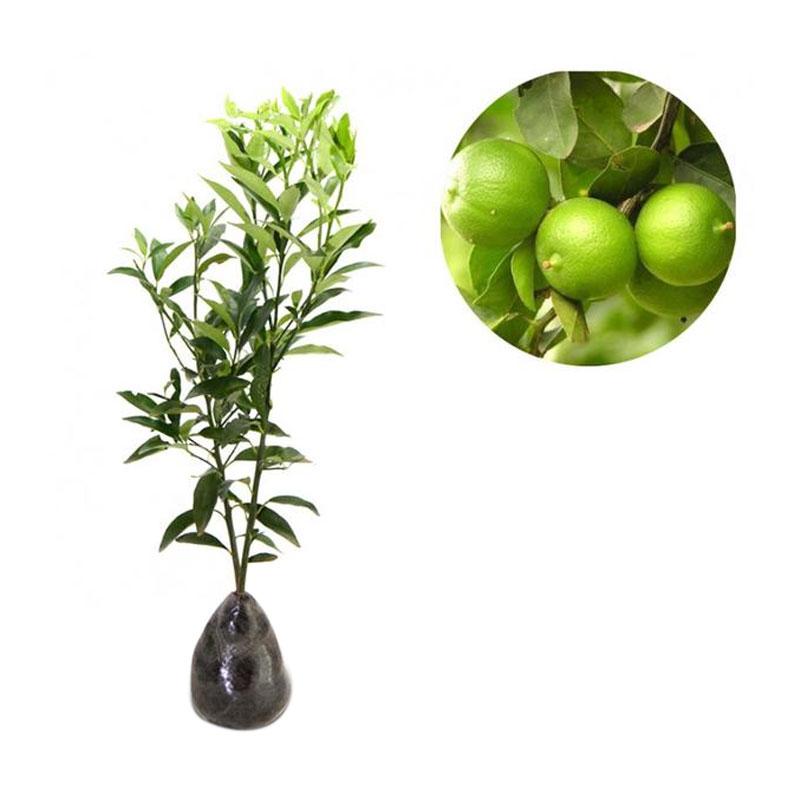 berisi 5 biji benih / bibit buah anggur merah import. Source · Harga Dan Model