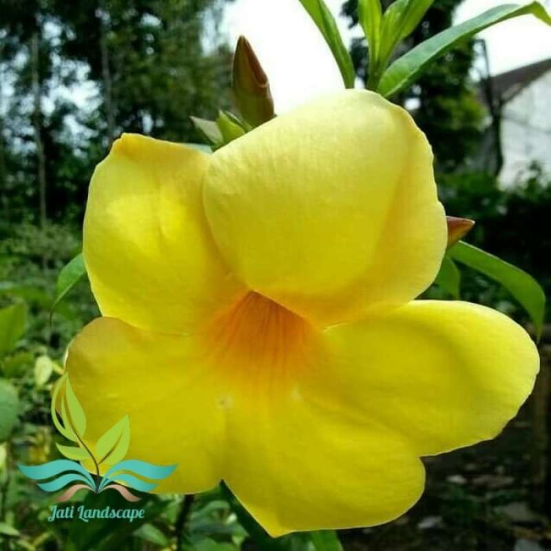 Jual Tanaman Hias Bunga Alamanda Kuning Online Januari 2021 Blibli