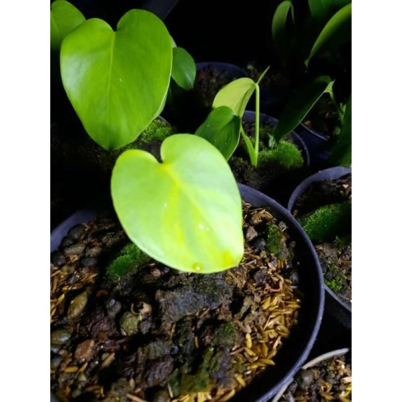 Jual Tanaman Hias Monstera Marmorata Variegata Online April 2021 Blibli