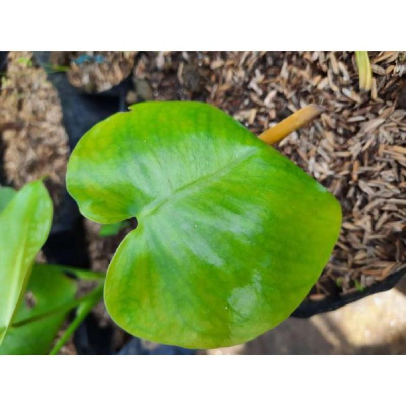 Jual Tanaman Hias Monstera Marmorata Variegata Online April 2021 Blibli
