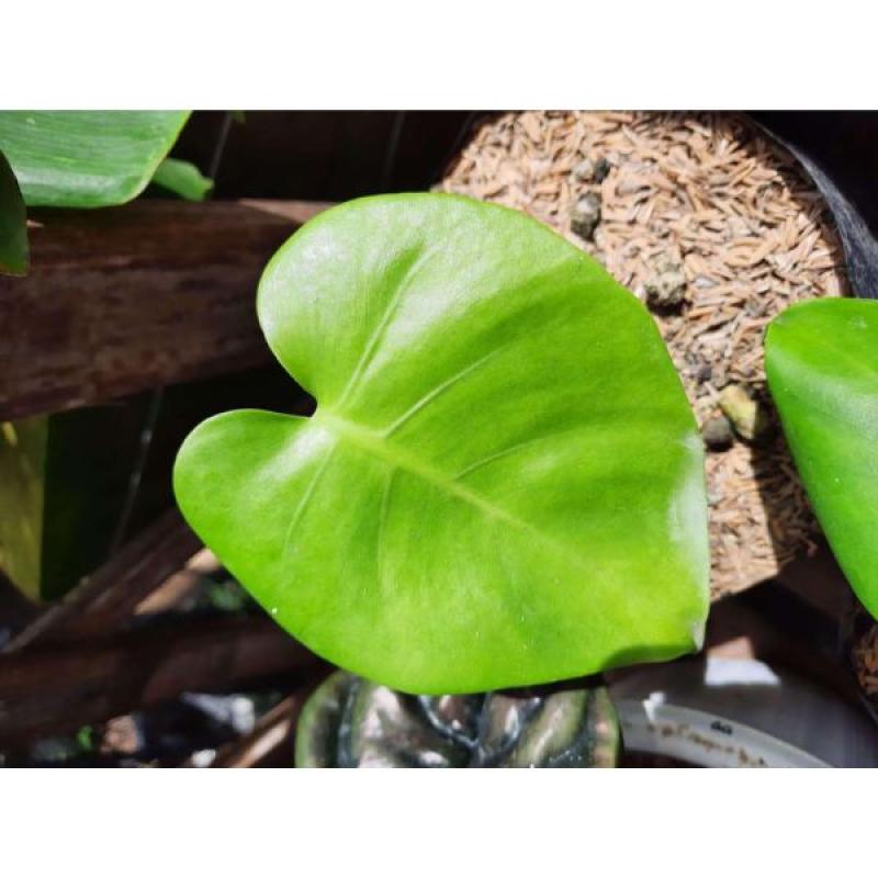 Jual Tanaman Hias Monstera Marmorata Variegata Online April 2021 Blibli