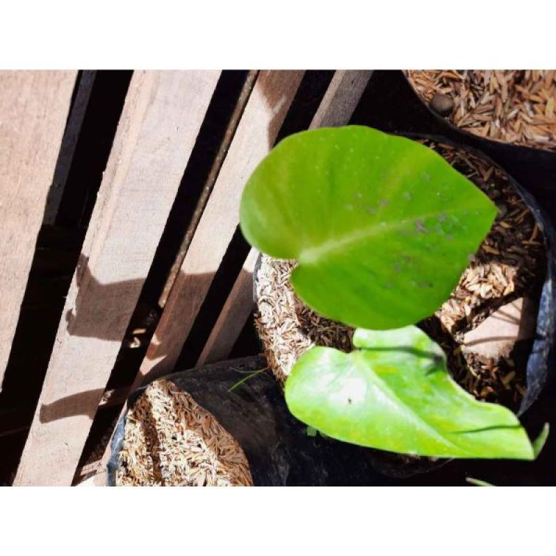 Jual Tanaman Hias Monstera Marmorata Variegata Online April 2021 Blibli