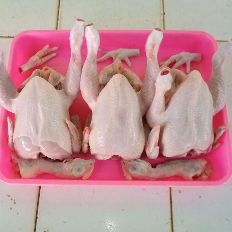 Jual Ayam Potong Segar Terbaru Oktober 2021 Harga Murah Kualitas Terjamin Blibli