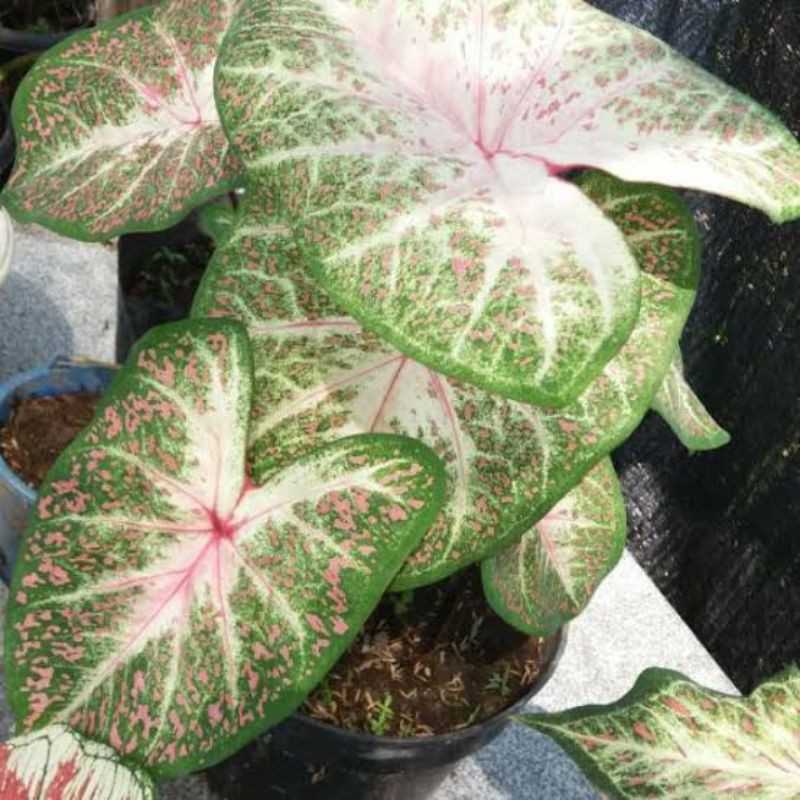 Jual Keladi Galaxy Caladium Galaxy Terbaru Juni 2021 Blibli