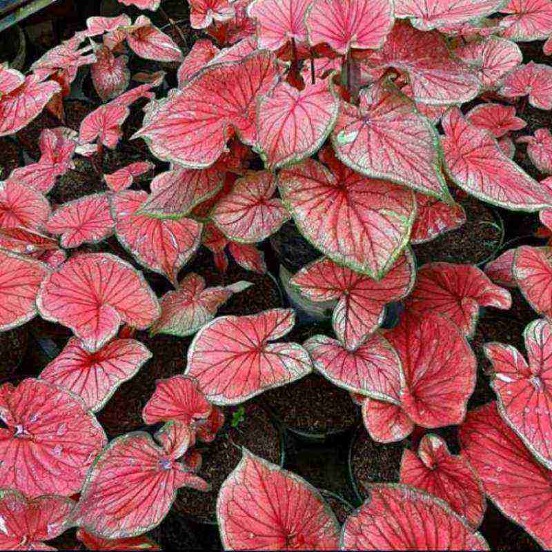 Jual Tanaman Hias Keladi Red Jaguar Caladium Red Jaguar Terbaru Juni 2021 Blibli
