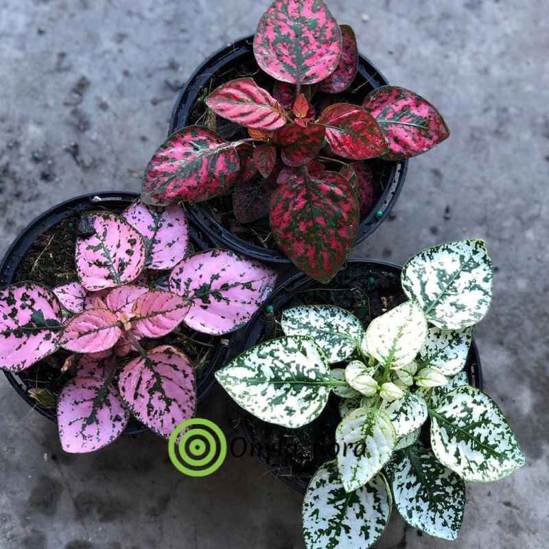 Jual 3 Paket Murah Tanaman Hias Daun Hypoestes Polkadot Tanaman Hipotes Polkadot Tanaman Bunga Hias Hidup Indoor Online April 2021 Blibli