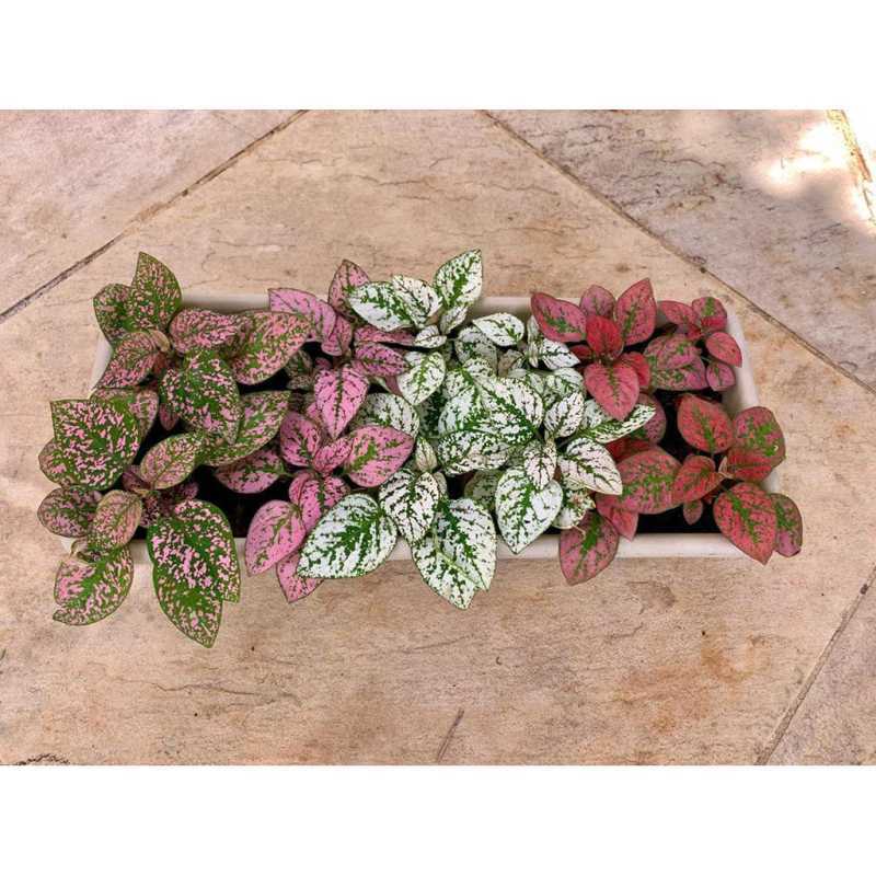 3 Paket Murah Tanaman Hias Daun Hypoestes Polkadot Tanaman Hipotes Polkadot Tanaman Bunga Hias Hidup Indoor Terbaru Agustus 2021 Harga Murah Kualitas Terjamin Blibli