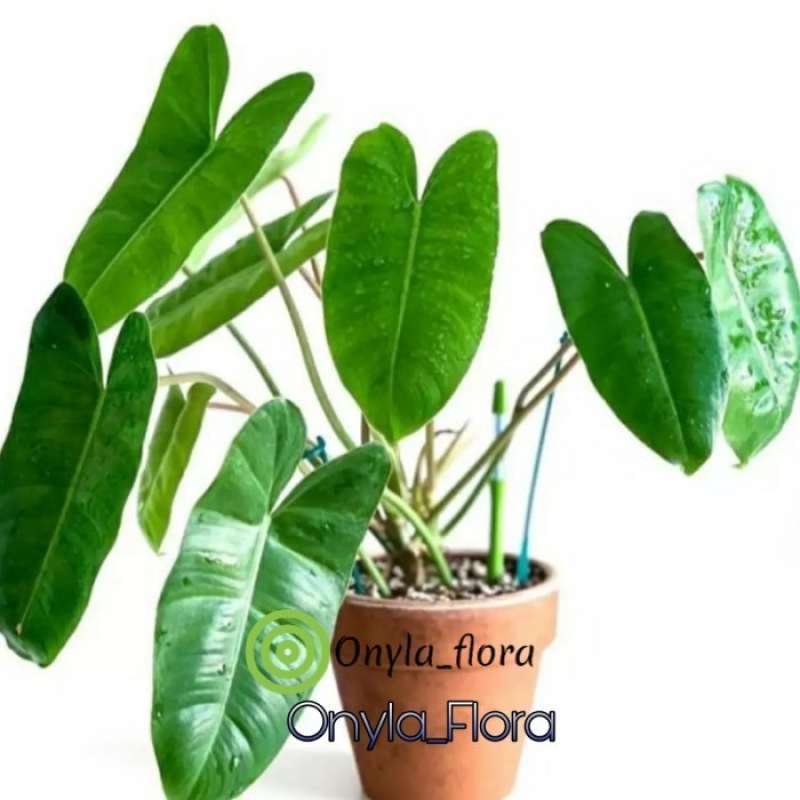 Jual Tanaman Hias Philodendron Brekele Murah Mei 2021 Blibli