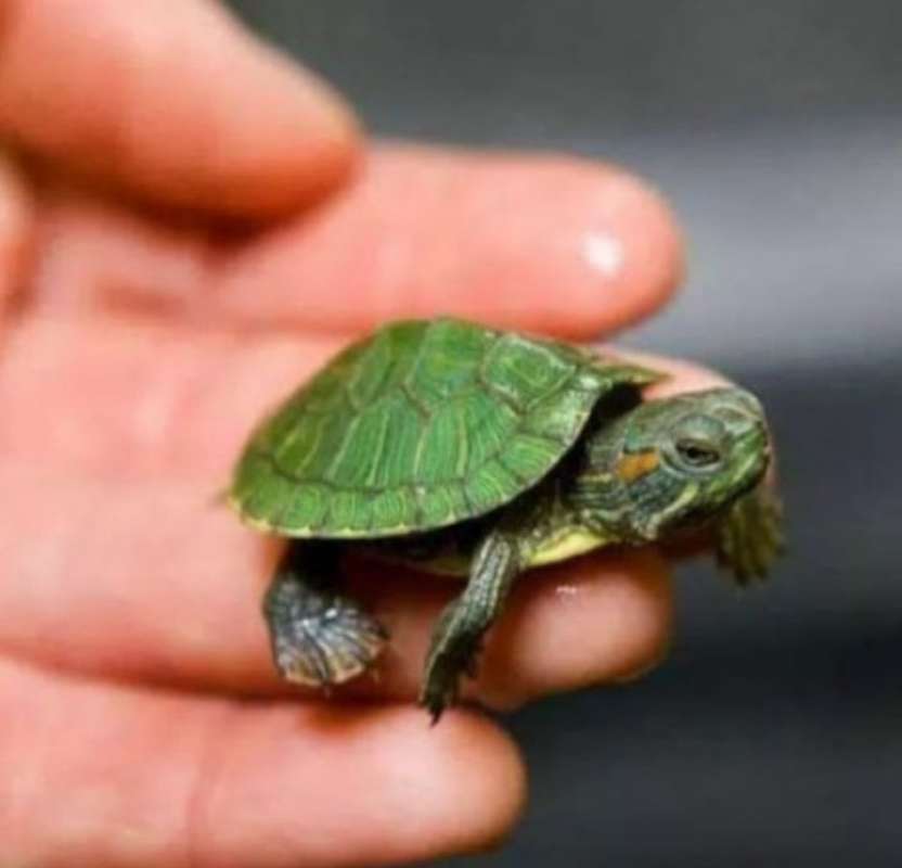 Jual Kura Kura Brazil Murah Mei 2021 Blibli