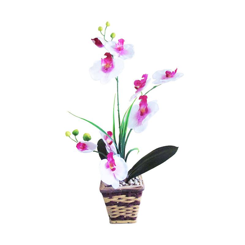 Download 85 Background Bunga Anggrek Hitam Gratis Terbaru