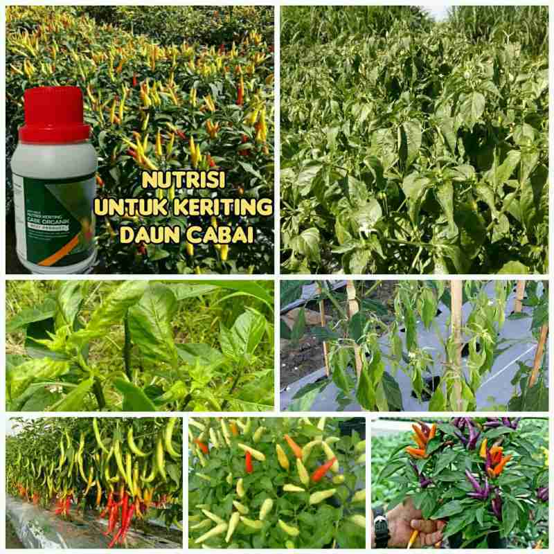 Jual Atasi Virus Keriting Bulai Cabe 100ml Pupuk Cair Obat ...