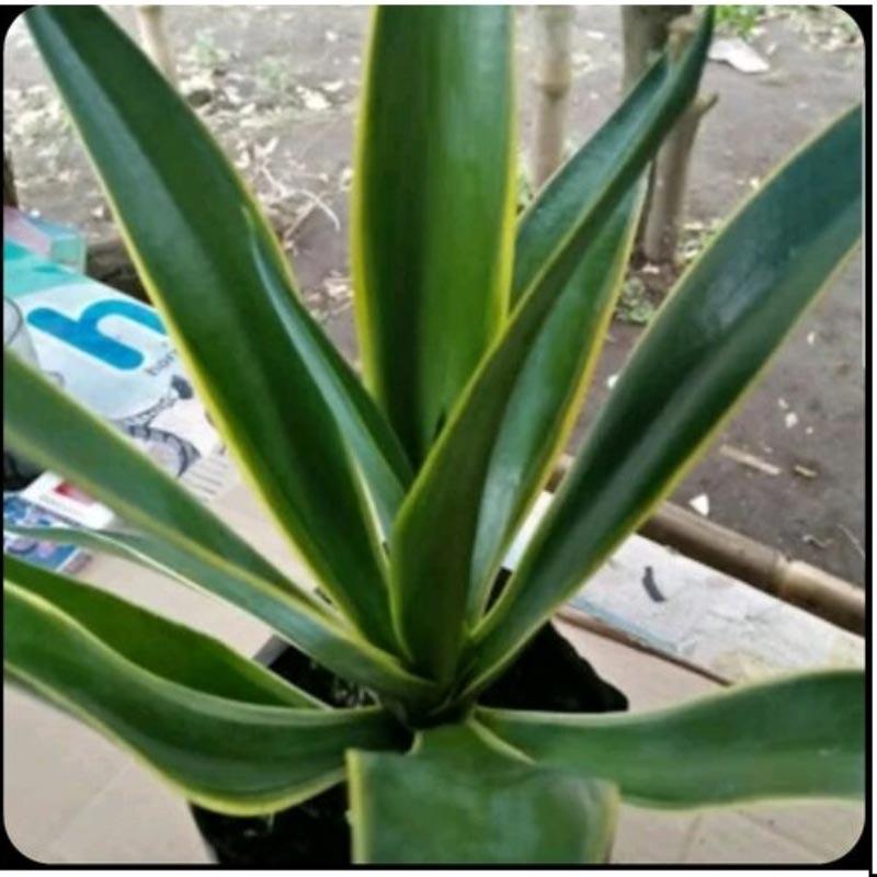 Jual Zplant Tanaman Hias Agave Strip Garis Kuning Bibit Pohon Daun Outdoor Unik Online November 2020 Blibli Com