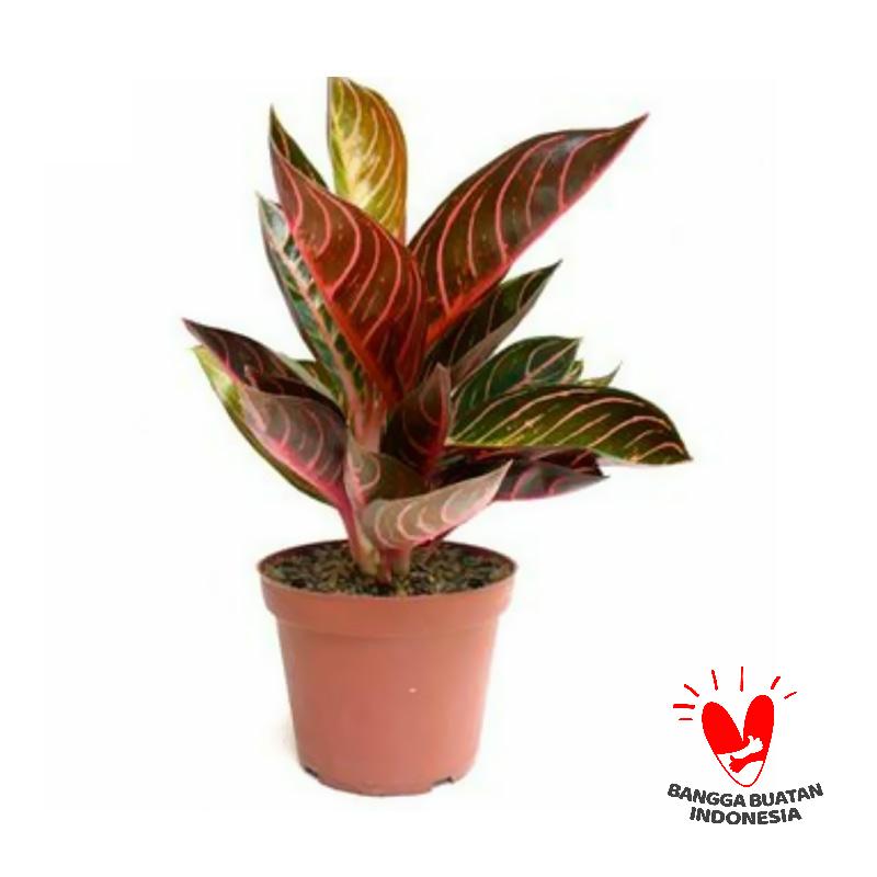 Jual Godongmas Aglonema Red Sumatra Tanaman Online September 2020 Blibli Com,Bonsai Kelapa Media Air Berbuah