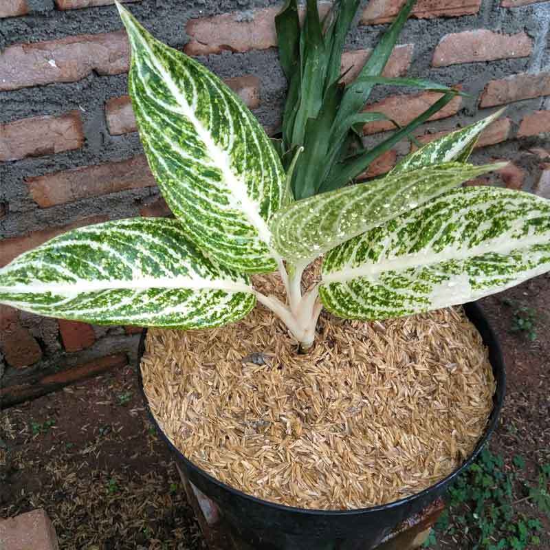 Jual Azzahra Berkah Bibitku Aglonema Legacy Putih Tanaman Online Desember 2020 Blibli