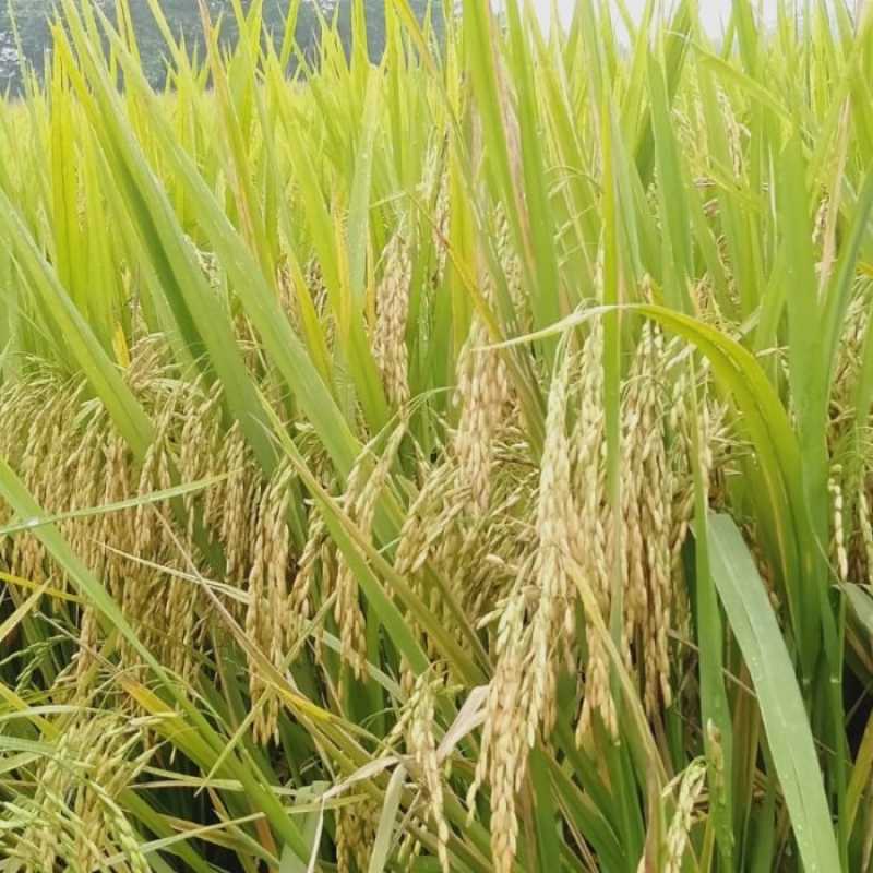 Jual Benih Padi Mr219 Kemasan 5 kg di Seller Tani BN - Kota Surakarta (Solo), Jawa Tengah | Blibli