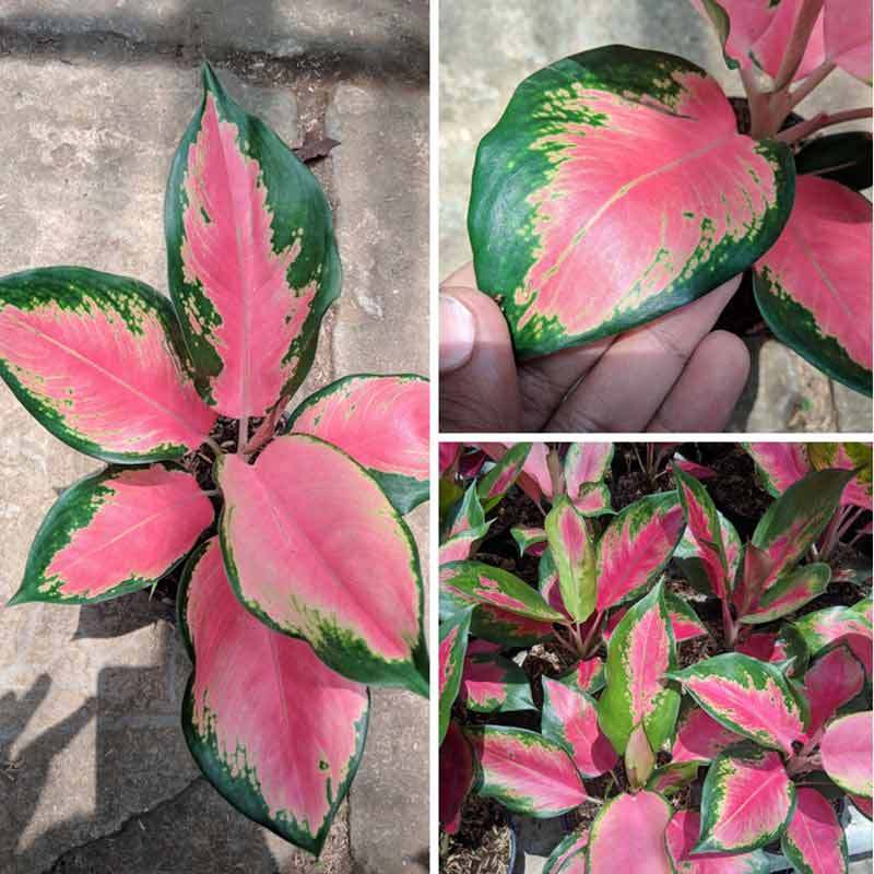 Jual Goldseeds Tanaman Hias Aglonema Pink Kochin Online April 2021 Blibli