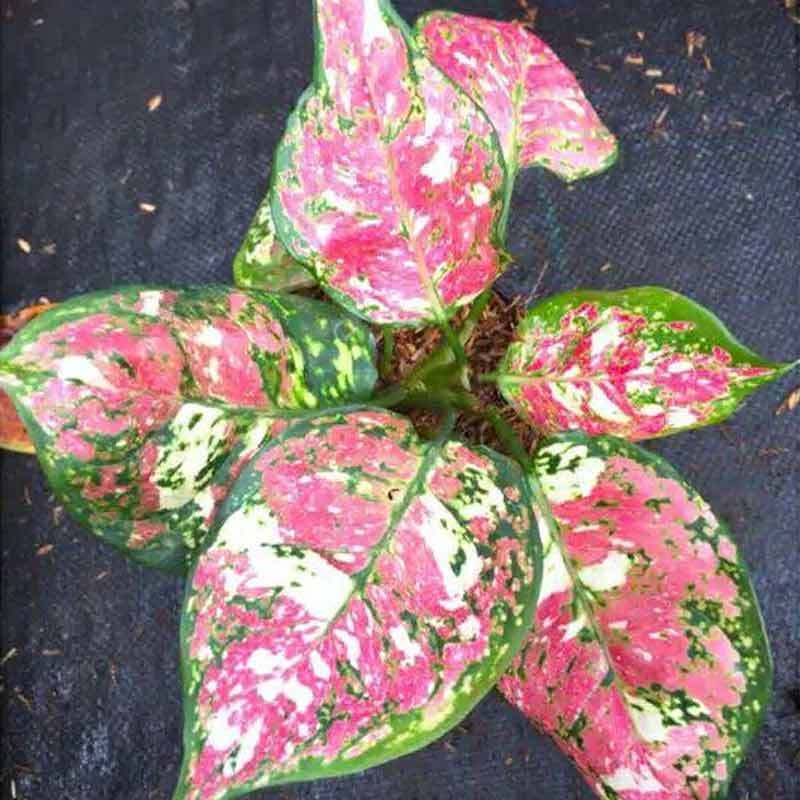 Jual River Ayu Aglonema Tricolor Tanaman Hias Online Maret 2021 Blibli