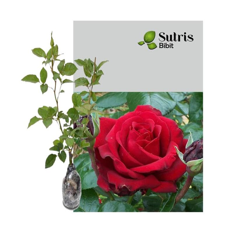 Jual Sutris Bibit Bunga Mawar Merah Bibit Tanaman Hias Online April 2021 Blibli
