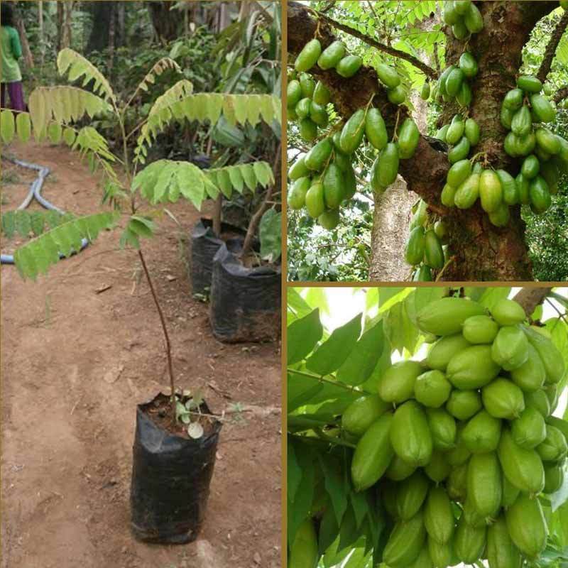 Jual Goldseeds Belimbing Wuluh Bibit Tanaman Buah Murah Maret 2020 Blibli Com Boil until boiling for about 30 minutes. idr
