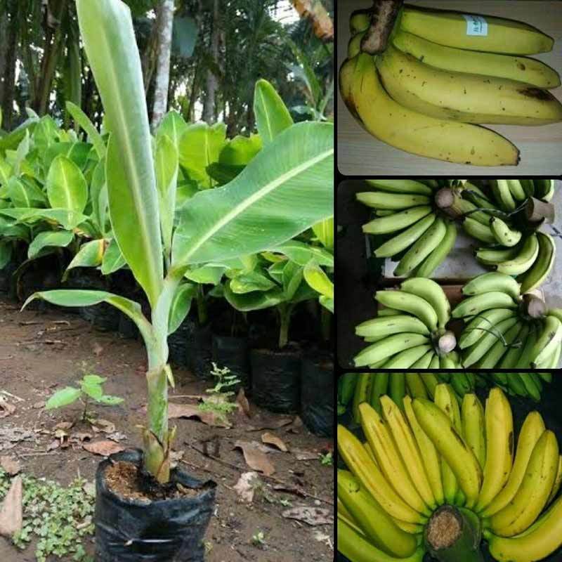 Jual Azzahra Berkah Bibitku Bibit Tanaman Pisang Ambon Online November 2020 Blibli Com