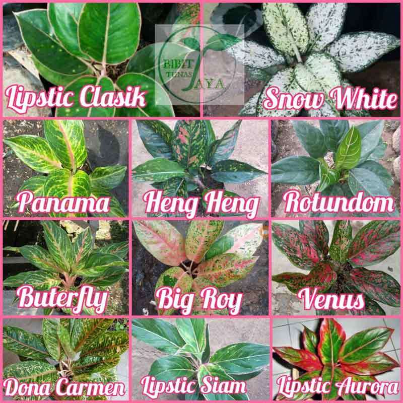 Jual Bibit Tanaman Aglonema Paket 11 Jenis Tanaman Online Maret 2021 Blibli 25 jenis bunga untuk mempercantik halaman rumah anda. bibit tanaman aglonema paket 11 jenis tanaman
