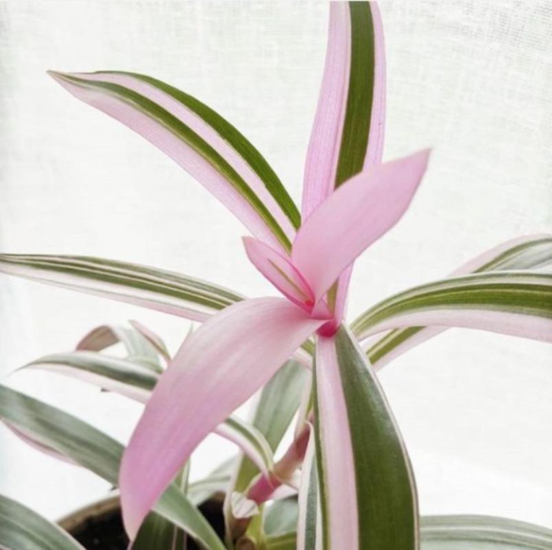 Jual Kattegat X Botanical Bibit Tanaman Hias Adam Hawa Moses In The Cradle Oreo Online April 2021 Blibli