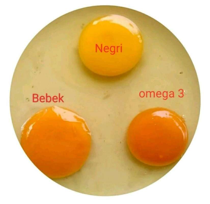 Jual Golden Mom Omega 3 Telur Ayam Online September 2020 Blibli Com