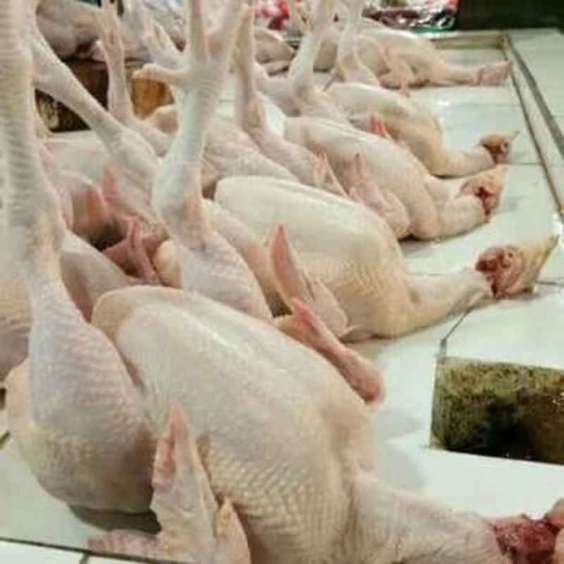 Jual Pusako Minang Ayam Potong Segar 1 Kg Online Januari 2021 Blibli