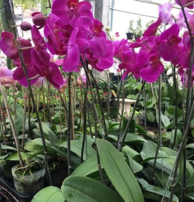Jual Kattegat X Botanical Anggrek Bulan Ungu Tanaman Hias Online November 2020 Blibli Com