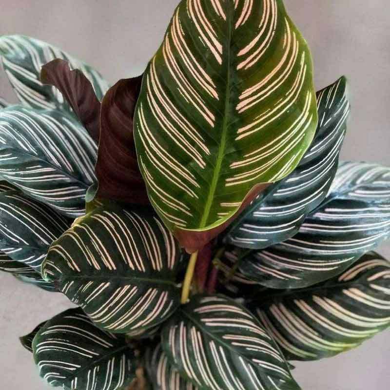 Jual Azzahra Berkah Bibitku Tanaman Hias Calathea Pinstripe Online Maret 2021 Blibli