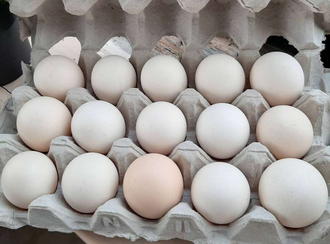 Jual Telur Kelapa Gading Telur Ayam Kampung Isi 15 Butir Online Januari 2021 Blibli