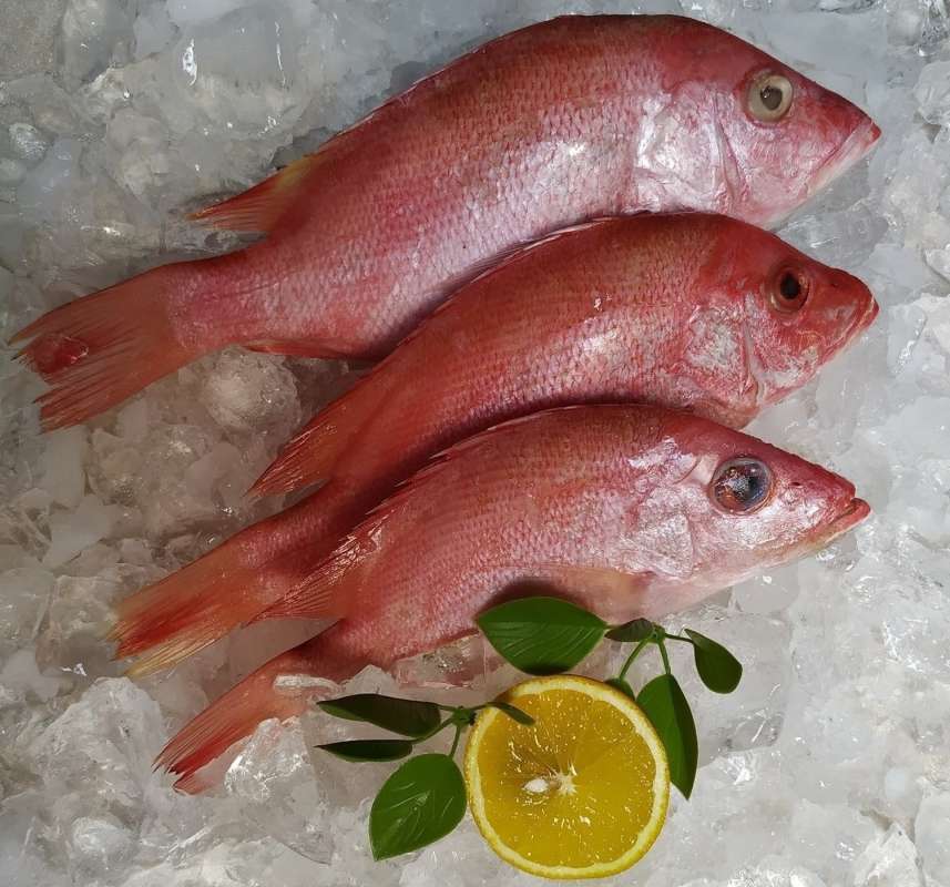 Jual Jiofish Ikan Kakap Merah Utuh Beku Tanpa Bahan Pengawet Online November 2020 Blibli