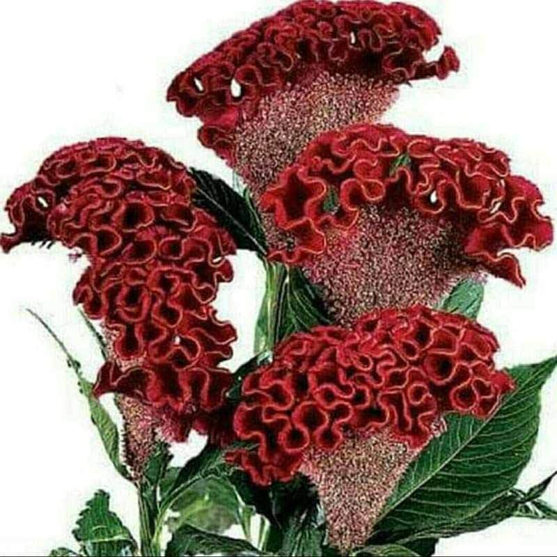 Jual Benih Bunga Jengger Ayam Merah Benih Bunga Cristata Merah Repack Online Januari 2021 Blibli